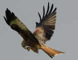 Red Kite